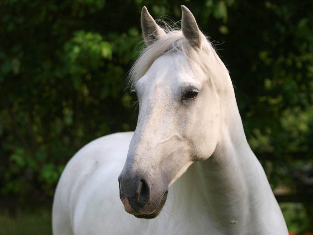 Equine CST Therapy